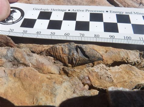 Devonian Period—419.2 to 358.9 MYA .